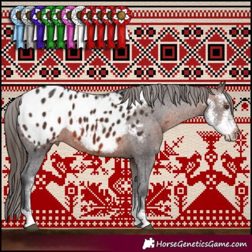 Horse Color:Brown Sabino Appaloosa 