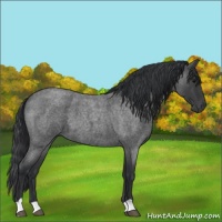 Horse Color:Blue Roan 