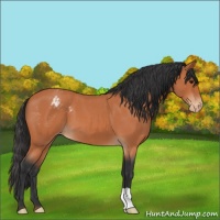 Horse Color:Bay Roan Appaloosa 
