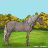 Horse Color:Silver Blue Roan 
