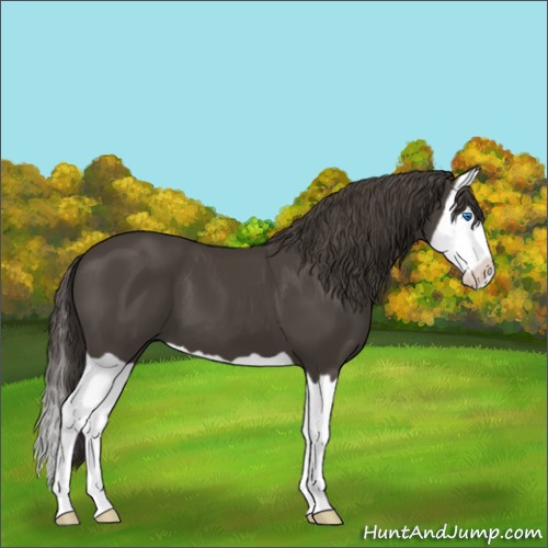 Horse Color:Smoky Black Splash 