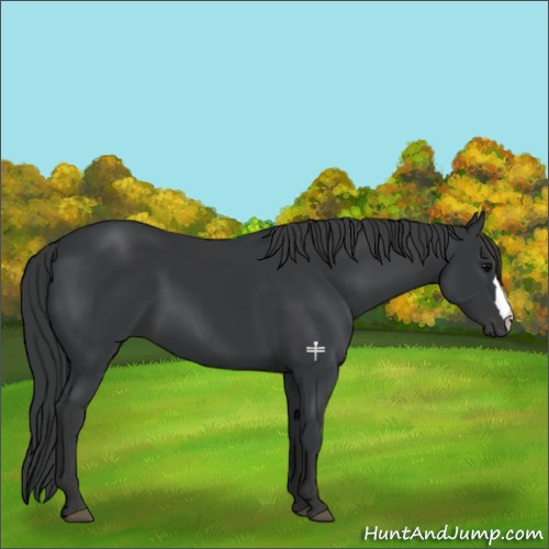 Horse Color:Black 