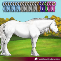 Horse Color:Gray Gold Cream Champagne Sabino Splash Appaloosa 