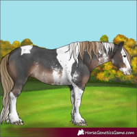 Horse Color:Liver Chestnut Sabino Splash Tobiano 