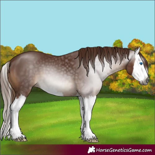 Horse Color:Gray Chestnut Sabino Splash