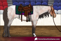 Horse Color:Bay Roan Varnish
