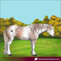 Horse Color:Watercolor White Spotted Chestnut Splash