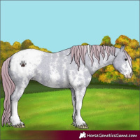 Horse Color:Watercolor Smoky Black Sabino Appaloosa 