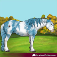 Horse Color:Watercolor White Spotted Black