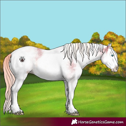 Horse Color:Watercolor White Spotted Chestnut Splash
