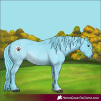 Horse Color:Watercolor Black 