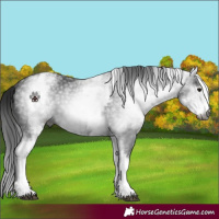 Horse Color:Gray White Spotted Black 