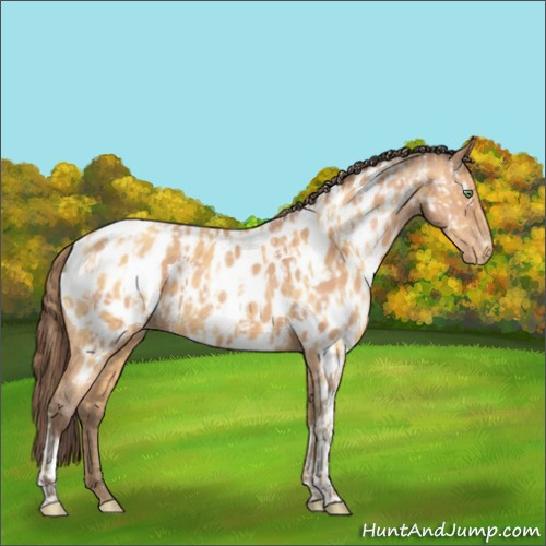 Horse Color:Amber Cream Champagne Appaloosa and Amber Champagne Appaloosa