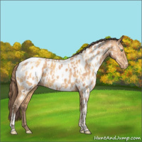 Horse Color:Amber Cream Champagne Appaloosa  and Amber Champagne Appaloosa 