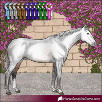 Horse Color:Gray Brown Sabino Appaloosa