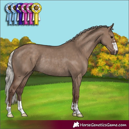 Horse Color:Silver Grullo Rabicano 