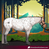 Horse Color:Bay Roan Appaloosa
