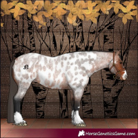 Horse Color:Bay Roan Appaloosa 