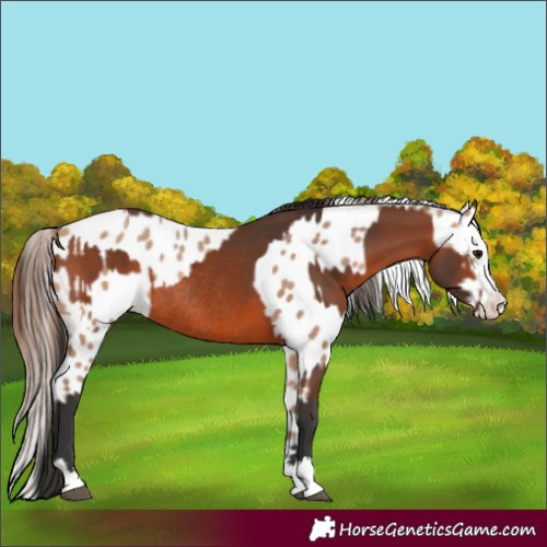 Horse Color:Bay Rabicano  and Amber Champagne Leopard Rabicano 