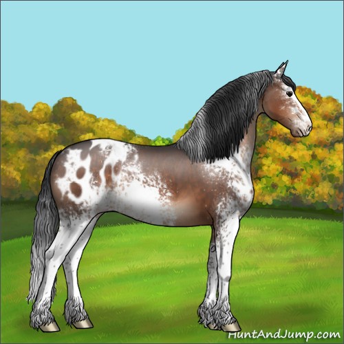 Horse Color:White Spotted Brown Appaloosa 