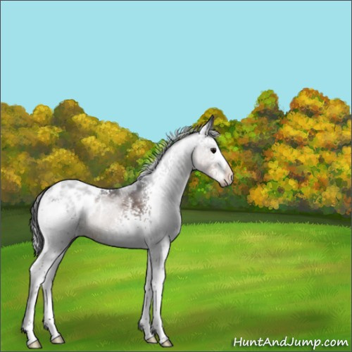Horse Color:White Spotted Brown Blanket 
