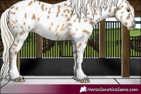 Horse Color:Chocolate Palomino Dun Near Leopard 