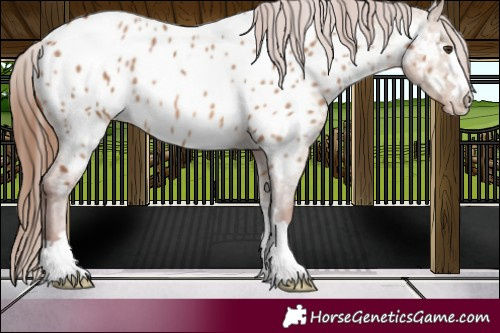Horse Color:Red Dun Near Leopard 