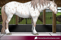 Horse Color:Red Dun Appaloosa 