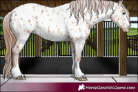 Horse Color:Red Dun Near Leopard 
