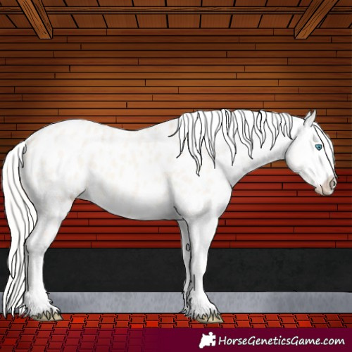 Horse Color:Cremello Dun Appaloosa 