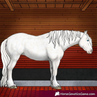 Horse Color:Cremello Dun Appaloosa 