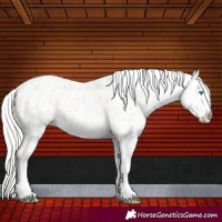Horse Color:Cremello Dun Appaloosa 