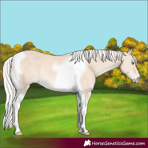 Horse Color:Silver Perlino Dun Tobiano 