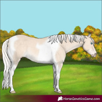 Horse Color:Silver Perlino Dun Tobiano 