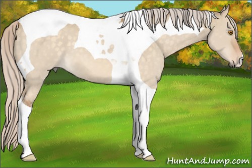 Horse Color:Silver Buckskin Dun Tobiano 