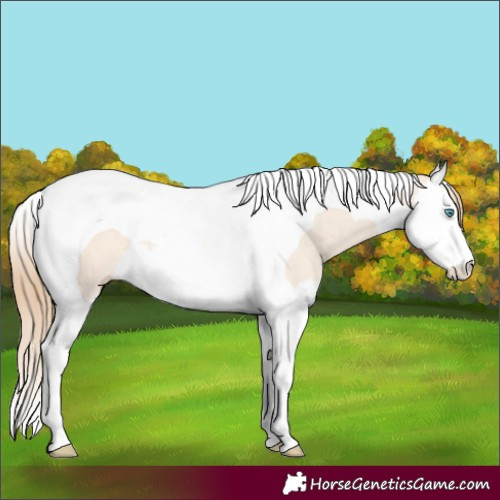 Horse Color:Perlino Dun Splash Tobiano 