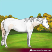 Horse Color:Perlino Dun Splash Tobiano