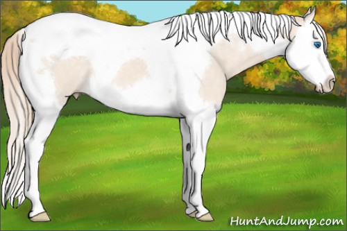 Horse Color:Perlino Splash Tobiano 