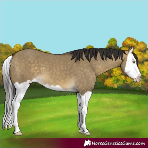Horse Color:Buckskin Dun Splash 