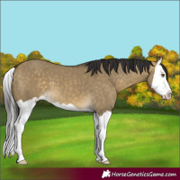 Horse Color:Buckskin Dun Splash