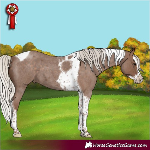 Horse Color:Silver Blue Roan Splash Tobiano 