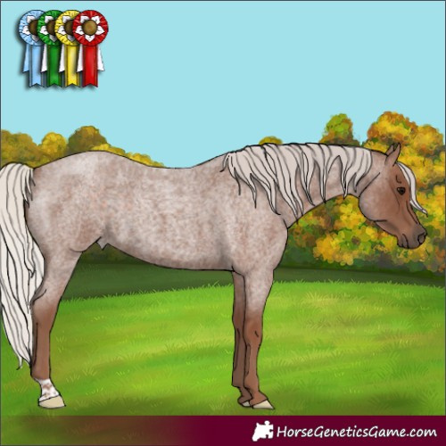 Horse Color:Silver Blue Roan 