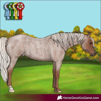 Horse Color:Silver Blue Roan 