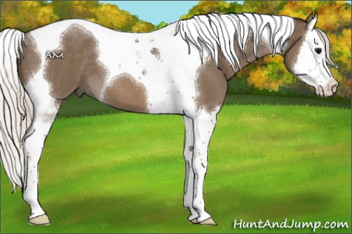 Horse Color:Silver Smoky Blue Roan Splash Tobiano 