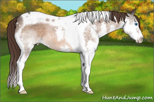 Horse Color:Brown Dun Mushroom Splash Tobiano Appaloosa 
