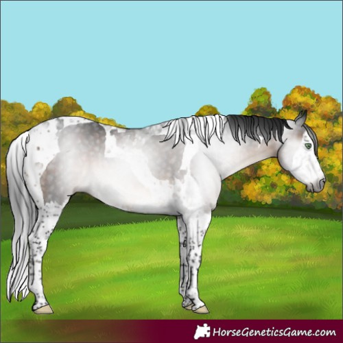 Horse Color:Gray Brown Mushroom Splash Tobiano 