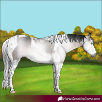 Horse Color:Gray Brown Mushroom Splash Tobiano