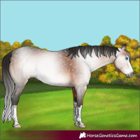 Horse Color:Gray Bay Mushroom Splash