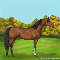 Horse Color:Buckskin 