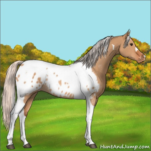 Horse Color:Silver Bay Dun Tobiano Blanket Rabicano